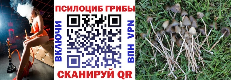 закладка  Гудермес  Галлюциногенные грибы прущие грибы 